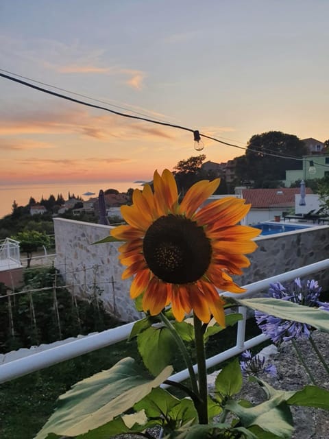 Apartmani Ana Apartment in Plat