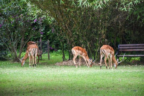 Animals