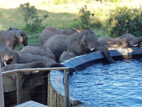 Animals, Swimming pool