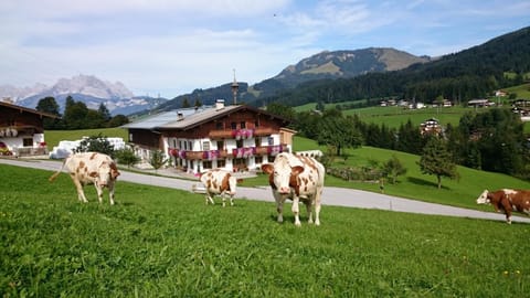 Natural landscape, Animals, Mountain view