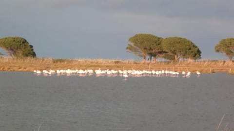 Family holiday house by the sea Apartment in La Caletta