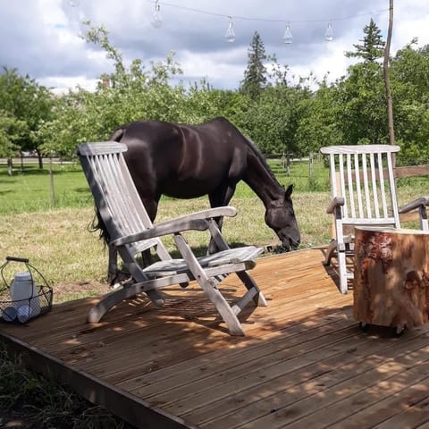 Par Hasard ou pas Bed and Breakfast in Normandy
