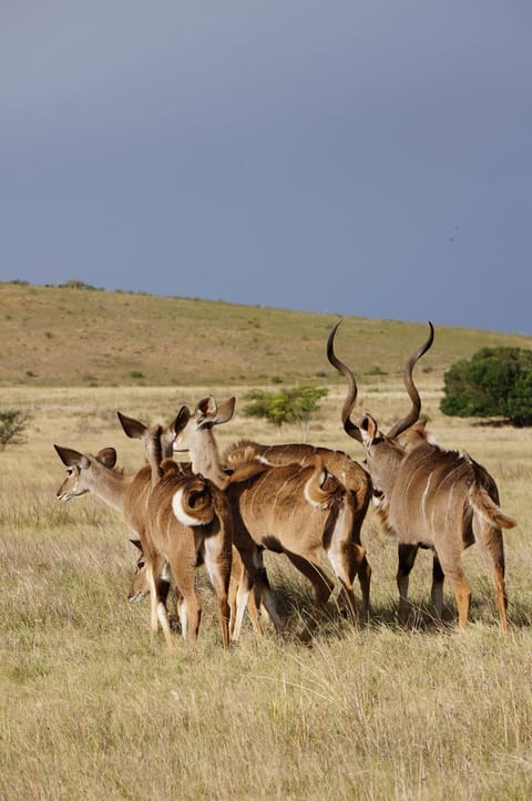 Natural landscape, Activities, Activities, View (from property/room)