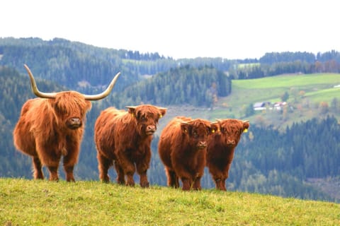 Animals