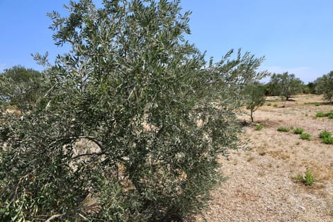 House Mirta House in Šibenik-Knin County, Croatia