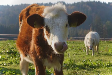 Gästehaus Herbstbauernhof Farm Stay in Salzburgerland