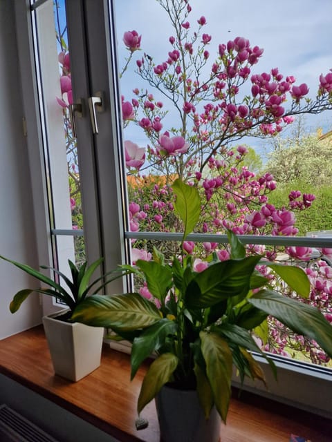 Apartament Magnolia Apartment in Sopot