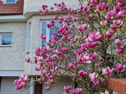 Apartament Magnolia Apartment in Sopot