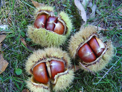 Agriturismo Sorripe Farm Stay in Tuscany