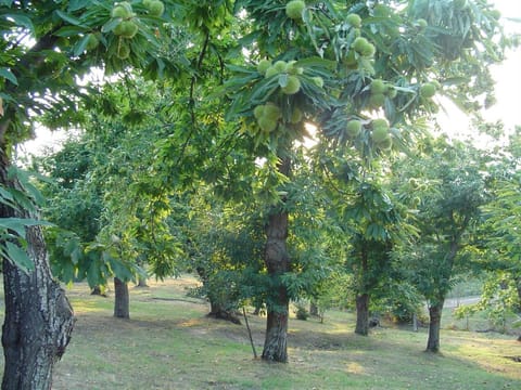 Agriturismo Sorripe Farm Stay in Tuscany