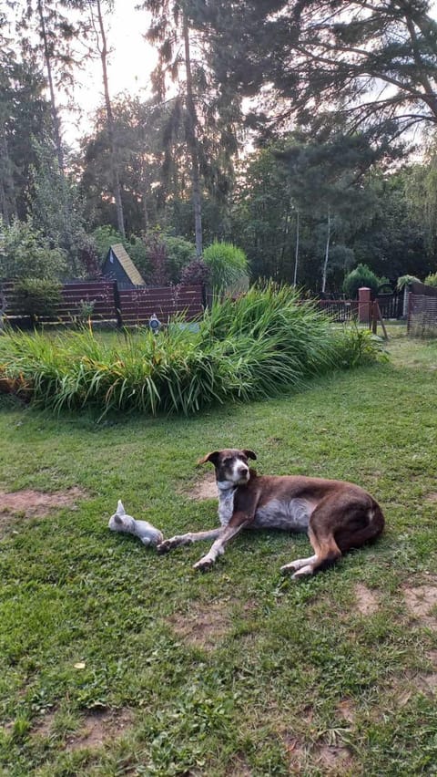 Dom w Jabłonkach Wakacje, Kaszuby, Chmielno, Sznurki Gwiezdna 24 House in Pomeranian Voivodeship