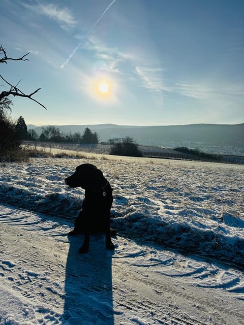 Weinquartier Burggarten Hotel in Bad Neuenahr-Ahrweiler