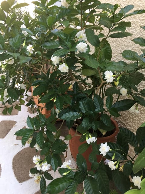 Toula's house 2 Apartment in Spetses