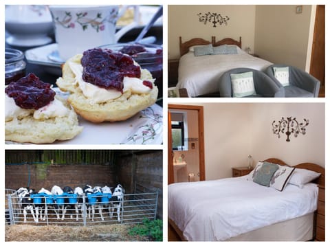 Animals, Bedroom, Food