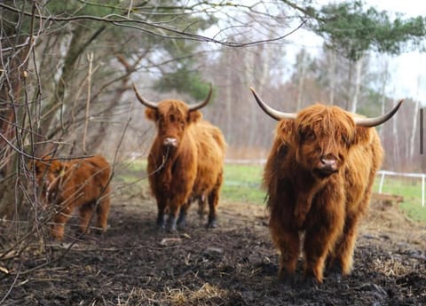 Animals