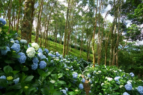 Natural landscape, Garden