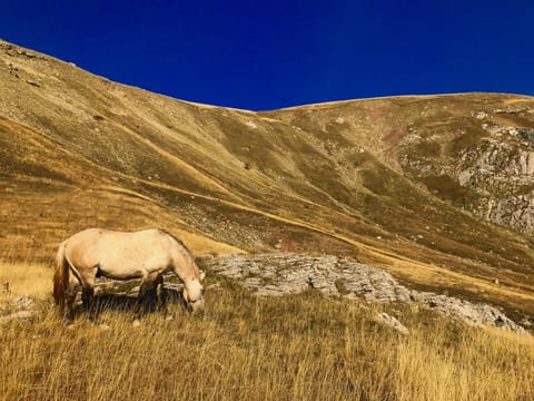 Nearby landmark, Animals