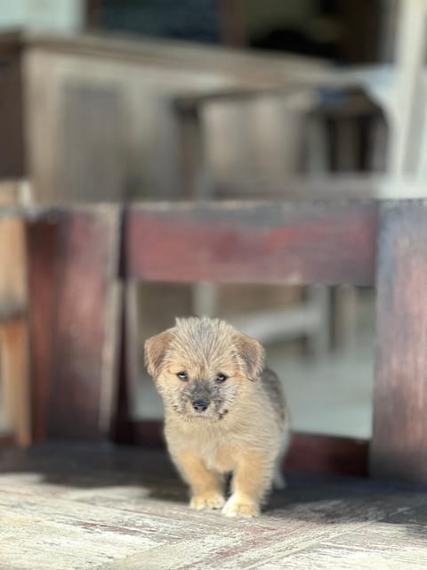 Lembongan Hostel Hostel in Nusapenida
