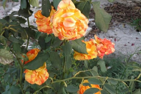 Vila Ivarossa Apartment in Šibenik-Knin County, Croatia