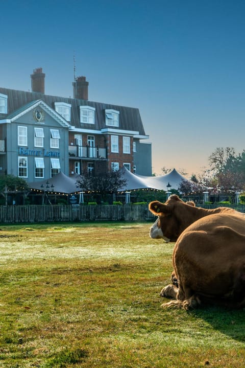 Property building, Day, Natural landscape, Animals