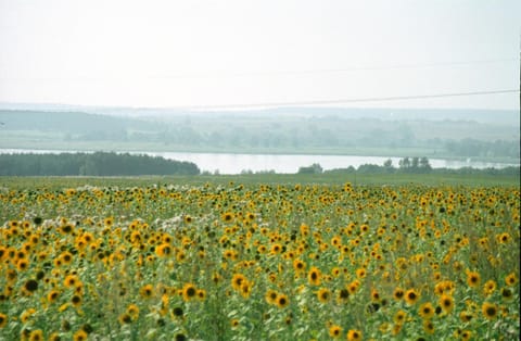 Natural landscape