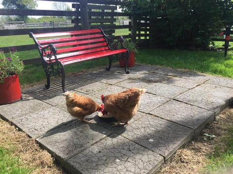 BBQ facilities, Garden