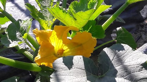 Casa Orti Apartment in Grottammare