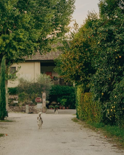 Property building, Day, Pets