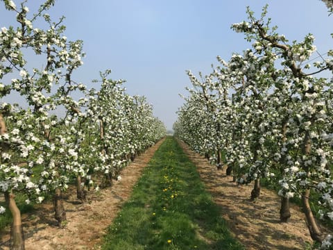 Natural landscape, View (from property/room)