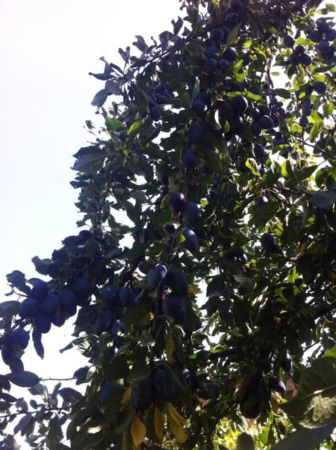 B&B Dai Nonni Bed and Breakfast in Comacchio