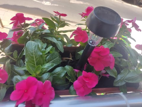 Adonai Apartments Apartment in Nessebar