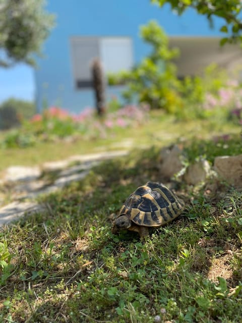 Mare i Kate Apartmani Apartment in Šibenik-Knin County, Croatia