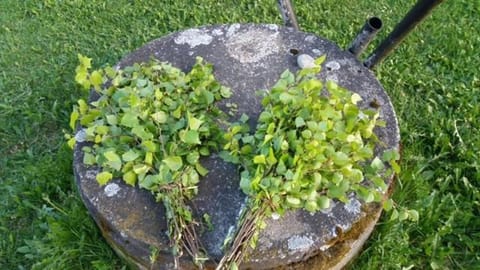 Lomatila Ollila Bungalows Campground/ 
RV Resort in Finland