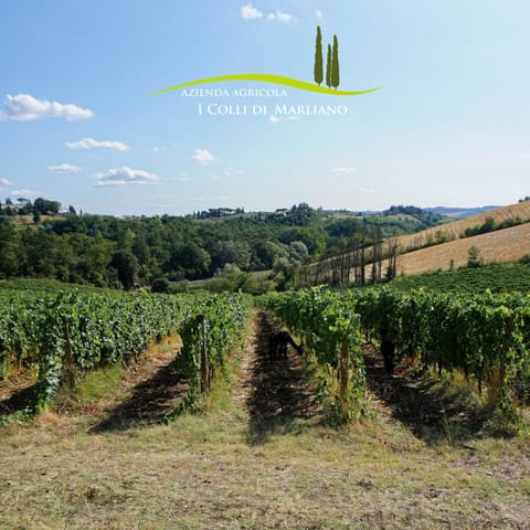 Natural landscape, Garden, Garden view