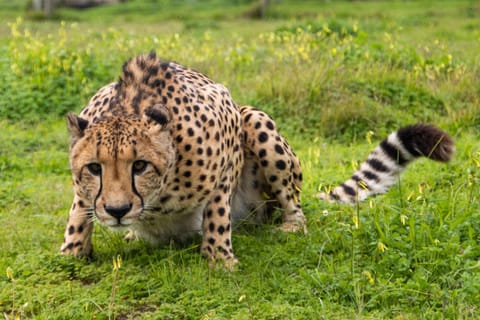 Natural landscape, Animals