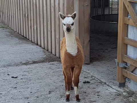 Morgan's Rest House in England