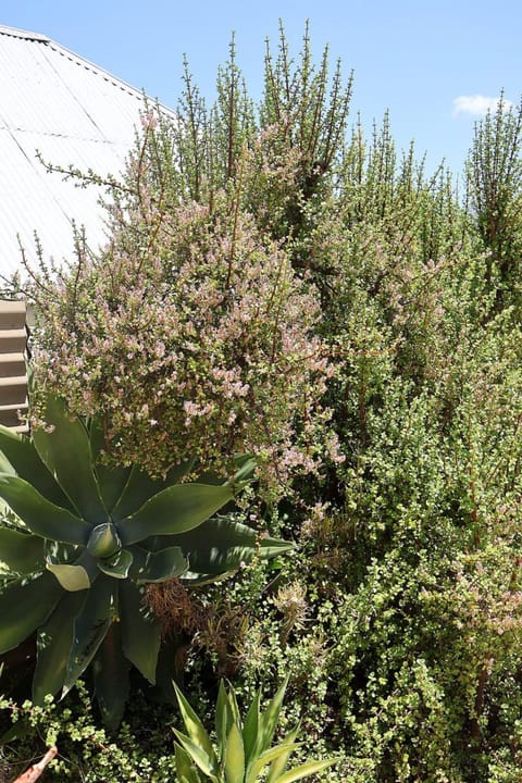 Spring, Garden, Garden