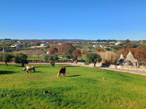 Casa tra i Trulli House in Province of Taranto