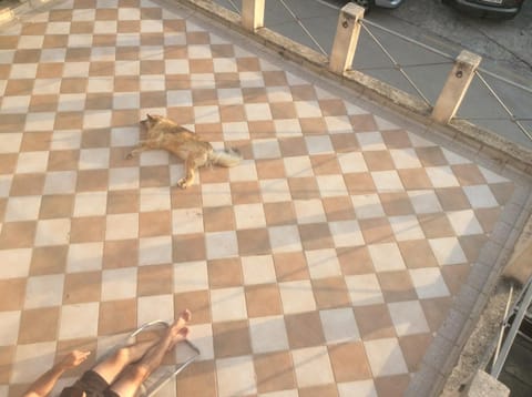 Balcony/Terrace, Pets