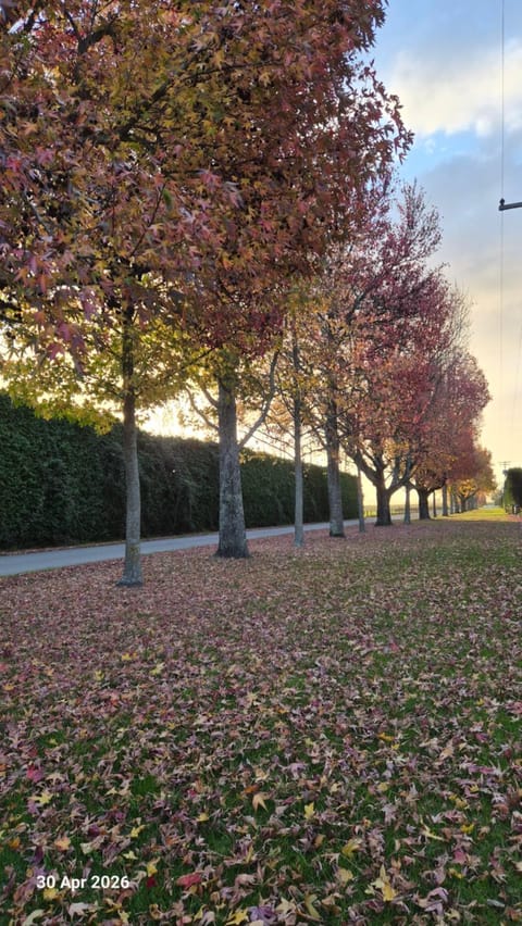Natural landscape, Autumn, Street view, Quiet street view