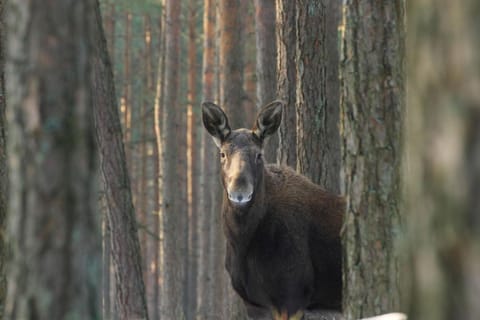 Off site, Winter, Animals