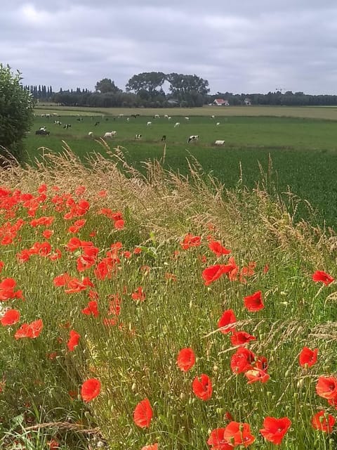 B&B Mussenzele Bed and Breakfast in Flanders