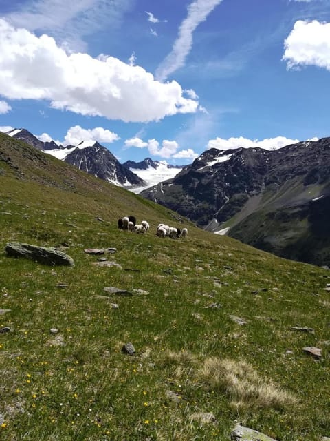 Haus Pechtl Bed and Breakfast in Trentino-South Tyrol