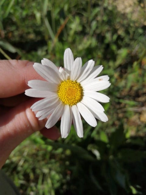 AGRITURISMO MASO PERTENER -adults friendly- Farm Stay in Trentino-South Tyrol