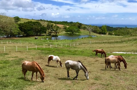 Animals