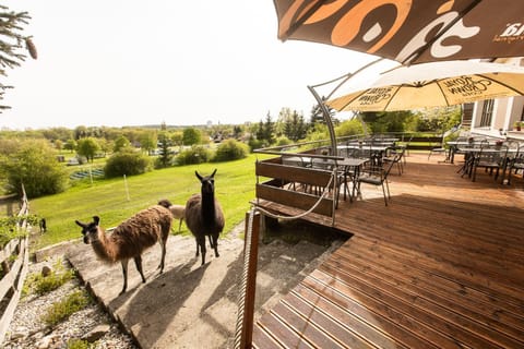 Restaurant/places to eat, Day, Natural landscape, Balcony/Terrace, Animals