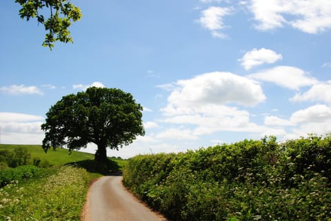 Natural landscape