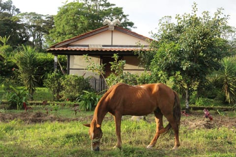 Other, Garden view
