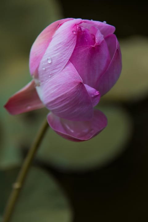 Villa Sky Dancer - Bali Hotel in Abang