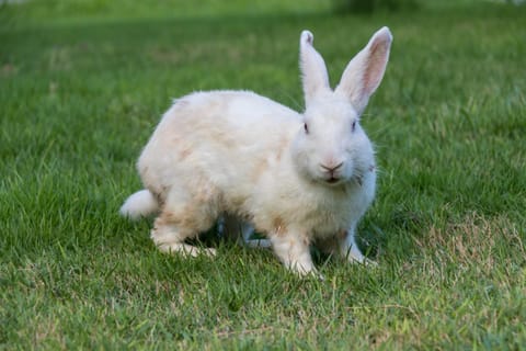 Villa Sky Dancer - Bali Hotel in Abang